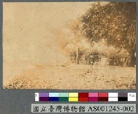 藏品(Jaluit島海岸景色)的圖片